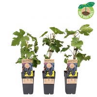 Vitis vinifera Rembrandt blauwe druif | 50 cm hoog | In 15 cm pot | Sterke fruitklimplant voor tuin, pergola en terras