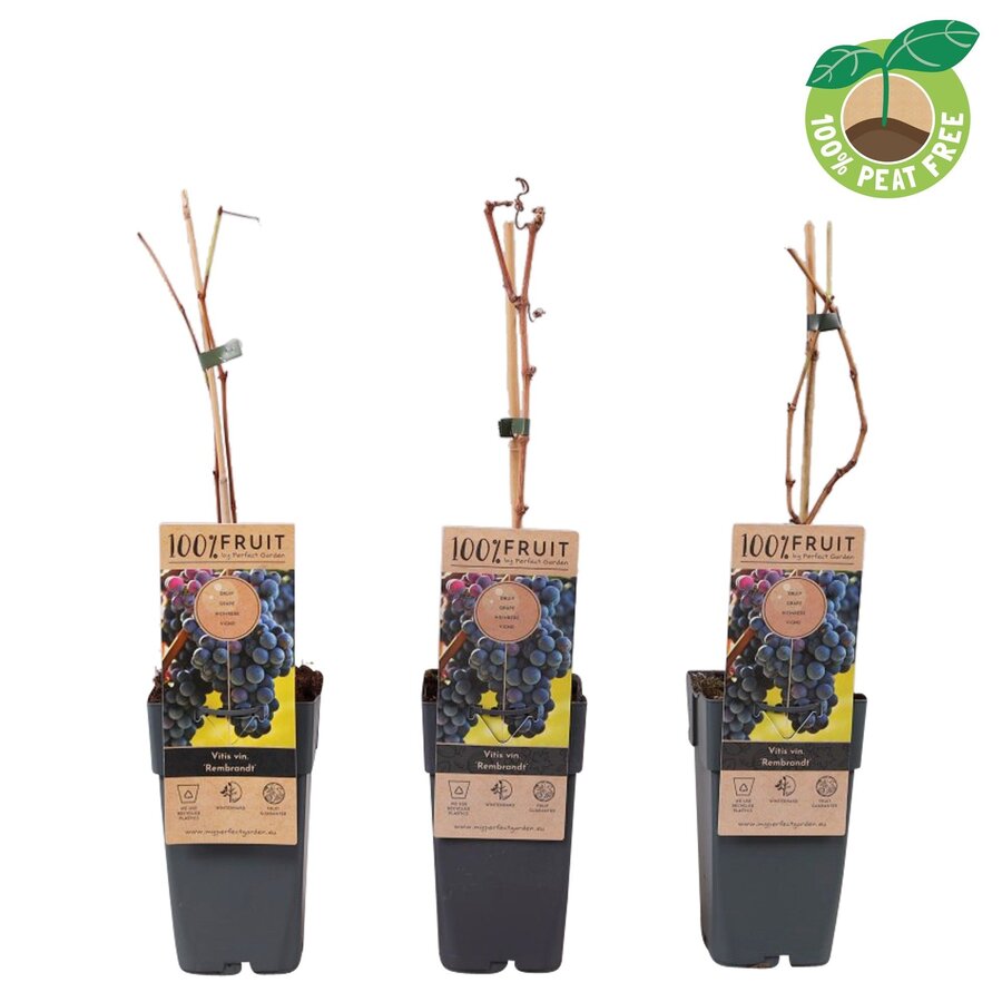 Vitis vinifera Rembrandt blauwe druif | 50 cm hoog | In 15 cm pot | Sterke fruitklimplant voor tuin, pergola en terras