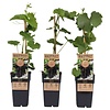 Vitis vinifera 'Vanessa' | Blauwe druif | 50 cm hoog | 15 cm pot