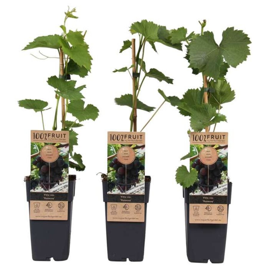 Vitis vinifera 'Vanessa' blauwe druif | 50 cm hoog | In 15 cm pot | Zelfbestuivende tafeldruif