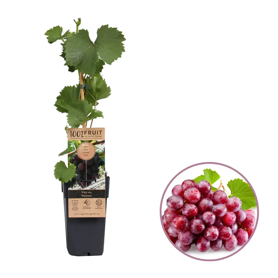 Vitis vinifera 'Vanessa' blauwe druif | 50 cm hoog | In 15 cm pot | Zelfbestuivende tafeldruif