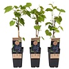 Vitis vinifera Schuyler | Blauwe druif | 50 cm hoog | 15 cm pot