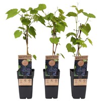 Vitis vinifera 'Schuyler' | Blauwe druif | 50 cm hoog | In 15 cm pot | Zelfbestuivende tafeldruif