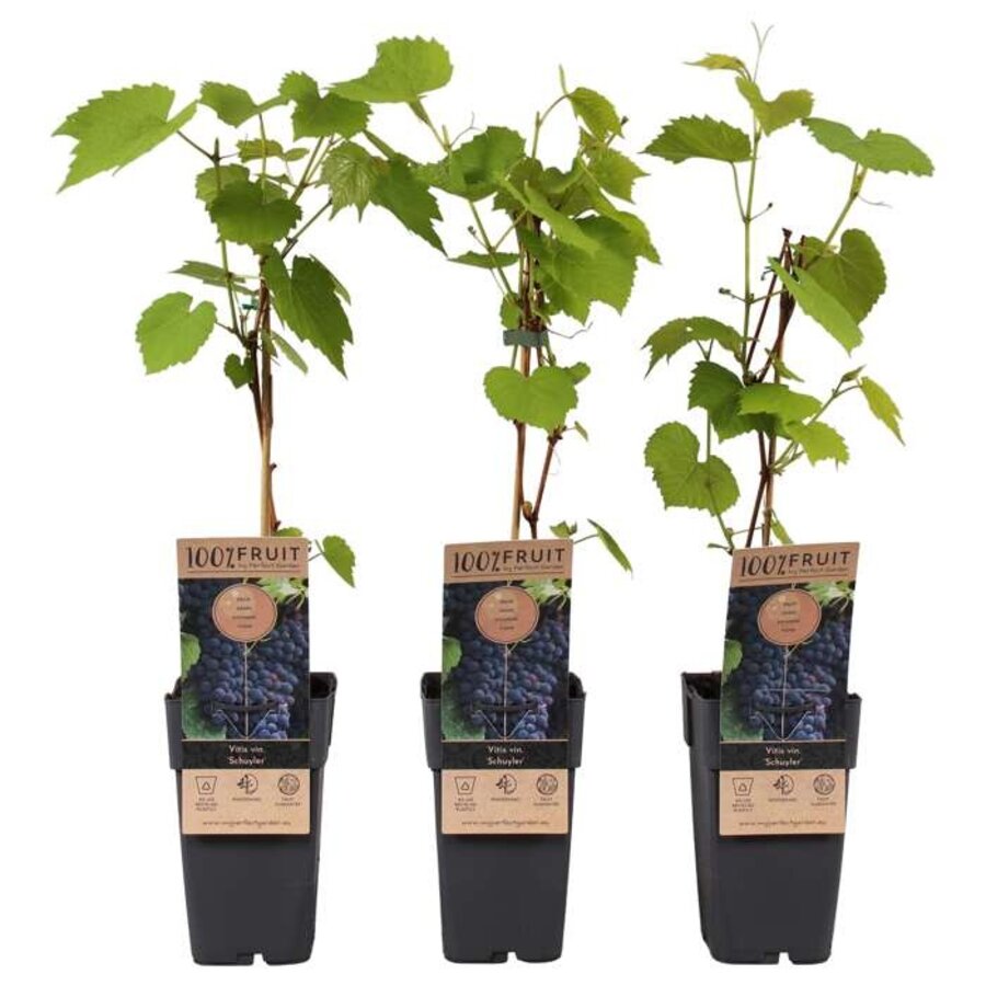 Vitis vinifera 'Schuyler' | Blauwe druif | 50 cm hoog | In 15 cm pot | Zelfbestuivende tafeldruif