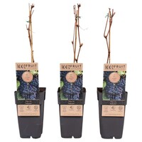 Vitis vinifera 'Schuyler' | Blauwe druif | 50 cm hoog | In 15 cm pot | Zelfbestuivende tafeldruif