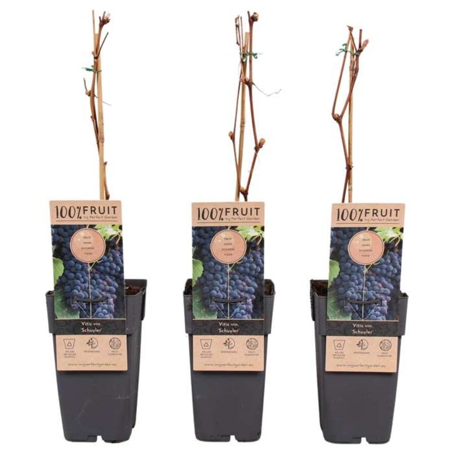 Vitis vinifera 'Schuyler' | Blauwe druif | 50 cm hoog | In 15 cm pot | Zelfbestuivende tafeldruif