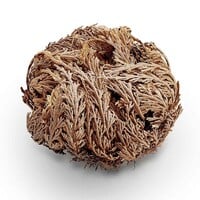 Rose van Jericho | Selaginella lepidophylla | resurrectieplant | 20 tot 25 cm bij levering