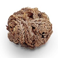 Rose van Jericho | Selaginella lepidophylla | resurrectieplant | 20 tot 25 cm bij levering