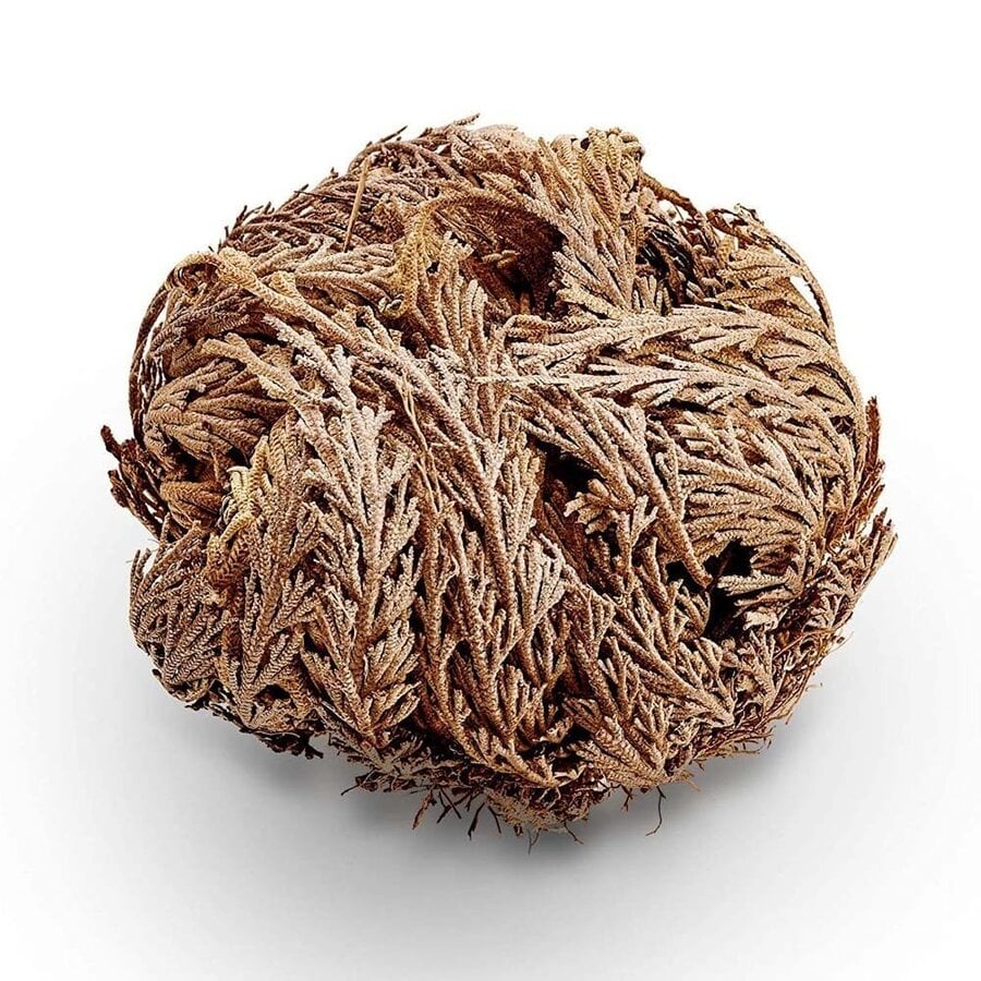 Rose van Jericho | Selaginella lepidophylla | resurrectieplant | 20 tot 25 cm bij levering