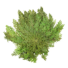 Rose van Jericho | Selaginella lepidophylla | 20 tot 25 cm