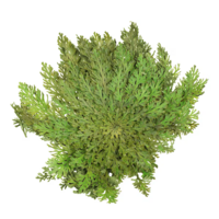 Rose van Jericho | Selaginella lepidophylla | resurrectieplant | 20 tot 25 cm bij levering