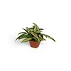 Hoya wayetii 'Tricolor' | 14 cm pot | 20 cm hoog