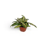 Hoya wayetii 'Tricolor' | bonte wasbloem hangplant | 14 cm pot | 20 cm hoog