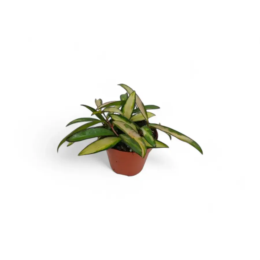 Hoya wayetii 'Tricolor' | bonte wasbloem hangplant | 14 cm pot | 20 cm hoog