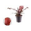 Philodendron Cherry Red | 5 cm pot | 18 cm hoog