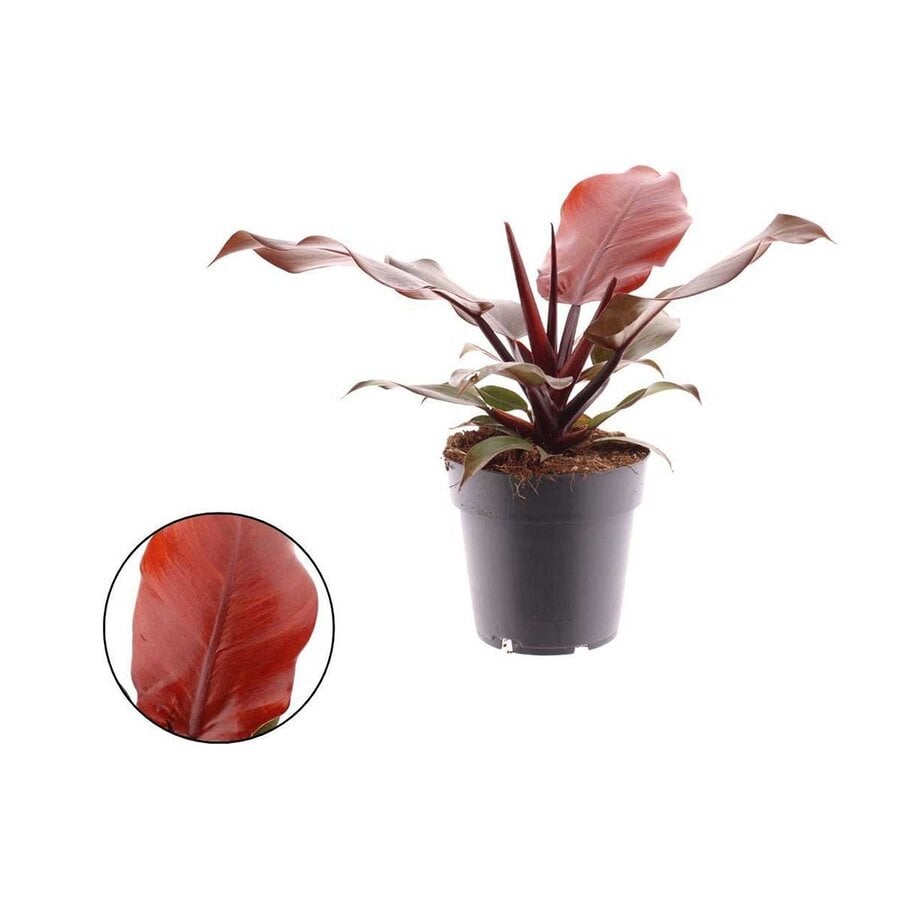 Philodendron Cherry Red rode terrariumplant | 5 cm pot | 18 cm hoog