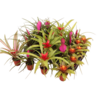 Bromelia Gemengd | 5 cm pot | 17 cm | per stuk