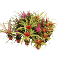 Bromelia Gemengd 5 cm pot | 17 cm hoog | diverse soorten en kleuren | per stuk