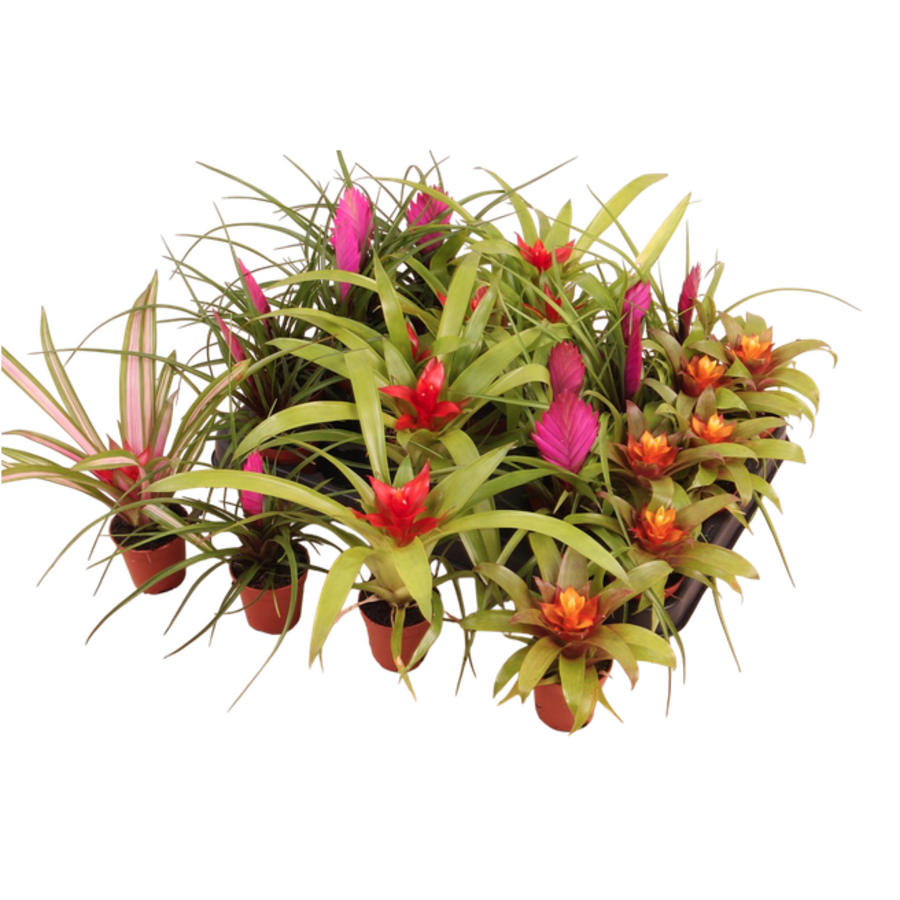 Bromelia Gemengd 5 cm pot | 17 cm hoog | diverse soorten en kleuren | per stuk