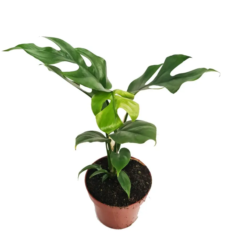 Monstera terrariumplant en kamerplant | 7 cm pot | 20 cm hoog