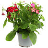 Nicotiana gemengde kleuren | Per stuk | 25 cm hoog | 10,5 cm pot