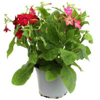 Nicotiana gemengde kleuren (siertabak) | Verkoop per stuk | 25 cm hoog | In 10,5 cm pot | Kleurrijke zomerbloeier voor tuin en balkon