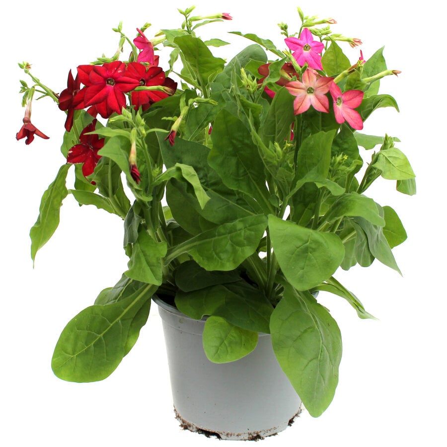 Nicotiana gemengde kleuren (siertabak) | Verkoop per stuk | 25 cm hoog | In 10,5 cm pot | Kleurrijke zomerbloeier voor tuin en balkon