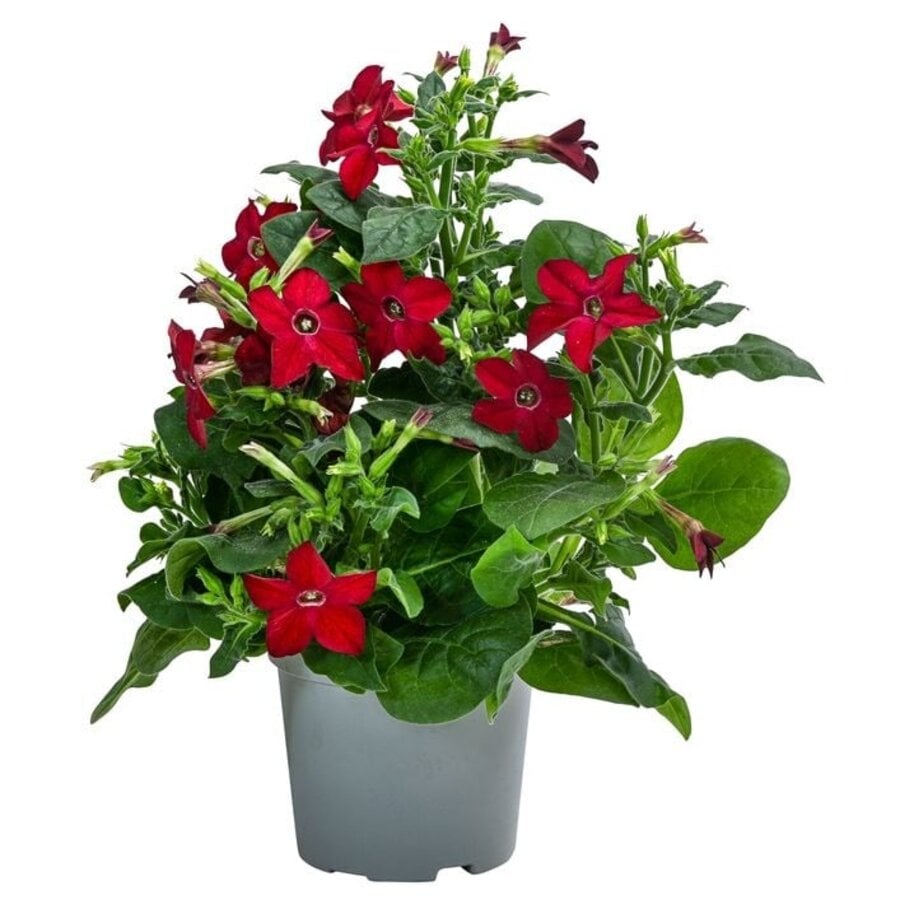 Nicotiana gemengde kleuren (siertabak) | Verkoop per stuk | 25 cm hoog | In 10,5 cm pot | Kleurrijke zomerbloeier voor tuin en balkon