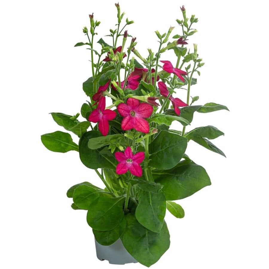 Nicotiana gemengde kleuren (siertabak) | Verkoop per stuk | 25 cm hoog | In 10,5 cm pot | Kleurrijke zomerbloeier voor tuin en balkon
