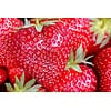 Fragaria Big Fruit | Reuzen Aardbei | 14 cm hoog | 9 cm pot