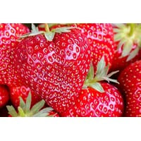 Fragaria Big Fruit reuzen aardbei | 14 cm hoog | In 9 cm pot | Grootvruchtige aardbeienplant
