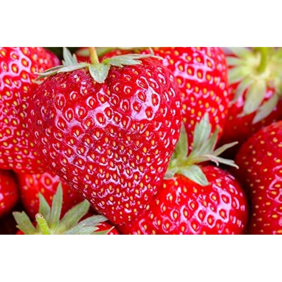 Fragaria Big Fruit reuzen aardbei | 14 cm hoog | In 9 cm pot | Grootvruchtige aardbeienplant