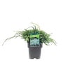 Juniperus squamata 'Blue Carpet' | 20 cm hoog | 13 cm pot