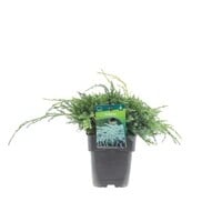 uniperus squamata 'Blue Carpet' | Blauwe kruipjeneverbes | 20 cm hoog | 13 cm pot | Groenblijvende bodembedekker