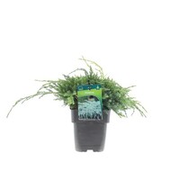 uniperus squamata 'Blue Carpet' | Blauwe kruipjeneverbes | 20 cm hoog | 13 cm pot | Groenblijvende bodembedekker