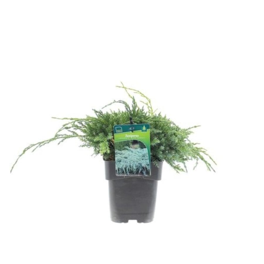 uniperus squamata 'Blue Carpet' | Blauwe kruipjeneverbes | 20 cm hoog | 13 cm pot | Groenblijvende bodembedekker