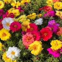Portulaca | 18 cm hoog | 11 cm pot | Kleurrijke zomerbloeier voor zon