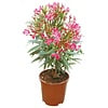 Nerium Oleander | 50 cm hoog | 17 cm pot