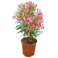 Nerium Oleander | 50 cm hoog | In 17 cm pot | Mediterrane kuipplant voor zonnig terras en balkon