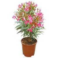 Nerium Oleander | 50 cm hoog | In 17 cm pot | Mediterrane kuipplant voor zonnig terras en balkon