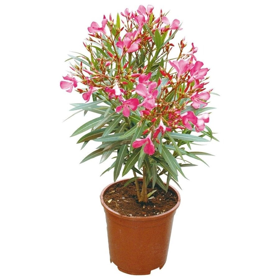 Nerium Oleander | 50 cm hoog | In 17 cm pot | Mediterrane kuipplant voor zonnig terras en balkon