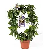 Passiflora caerulea | rond opgebonden | 40 cm hoog | 12 cm pot