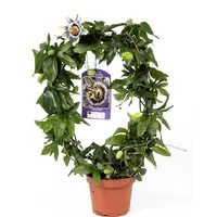 Passiflora caerulea | blauwe passiebloem rond opgebonden | 40 cm hoog | In 12 cm pot