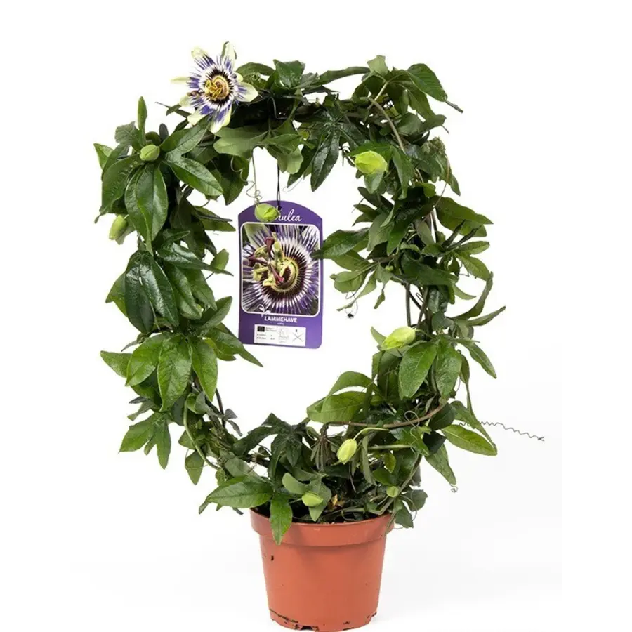 Passiflora caerulea | blauwe passiebloem rond opgebonden | 40 cm hoog | In 12 cm pot