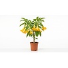 Brugmansia | Engelentrompet mix kleuren | 70 cm hoog | 23 cm pot | Per stuk