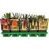 Kniphofia uvaria mix | per stuk | 11 cm pot | ca. 10 tot 25 cm hoog