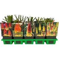 Kniphofia uvaria gemengde soorten en kleuren | Vuurpijl mix per stuk | 11 cm pot | ca. 10 tot 25 cm hoog