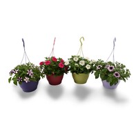 Petunia in 21 cm hangpot | Diverse kleuren | 1 kleur per pot | Ca. 20 tot 30 cm hoog | Per stuk