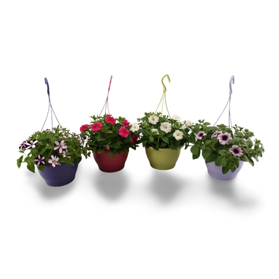 Petunia in 21 cm hangpot | Diverse kleuren | 1 kleur per pot | Ca. 20 tot 30 cm hoog | Per stuk