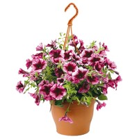 Petunia in 21 cm hangpot | Diverse kleuren | 1 kleur per pot | Ca. 20 tot 30 cm hoog | Per stuk